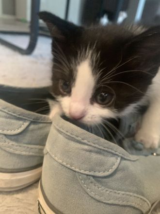 Kleine Hauskatzen suchen liebevolles Zuhause