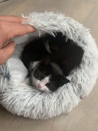 Kleine Hauskatzen suchen liebevolles Zuhause