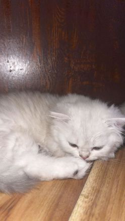 Britisch-Kurzhaar-Kätzchen suchen ein liebevolles Zuhause