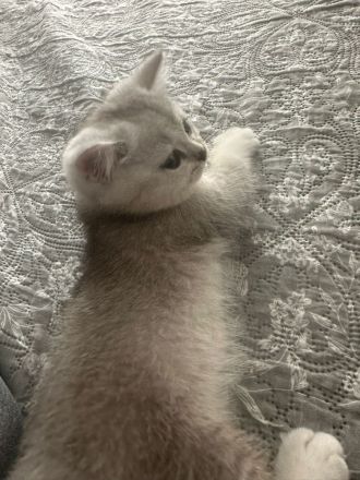 Britisch-Kurzhaar-Kätzchen suchen ein liebevolles Zuhause