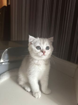 Britisch-Kurzhaar-Kätzchen suchen ein liebevolles Zuhause