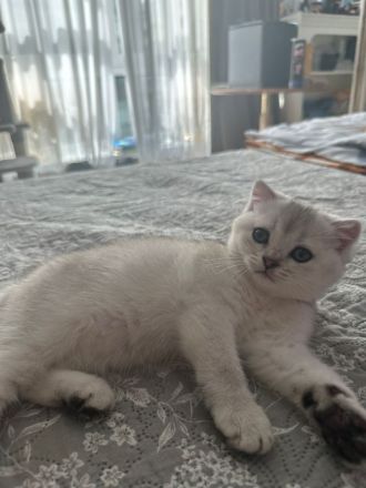 Britisch-Kurzhaar-Kätzchen suchen ein liebevolles Zuhause