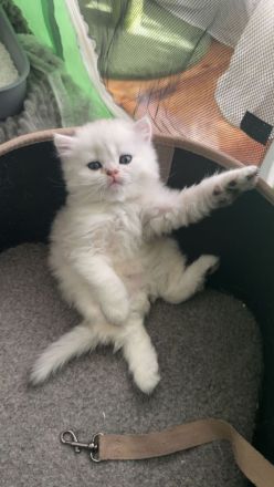 Britisch-Kurzhaar-Kätzchen suchen ein liebevolles Zuhause