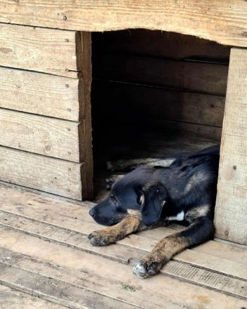 Bonnie sucht ihr Für-immer-Zuhause