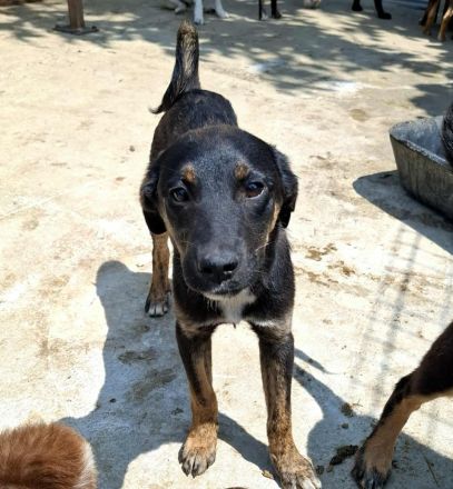 Bonnie sucht ihr Für-immer-Zuhause