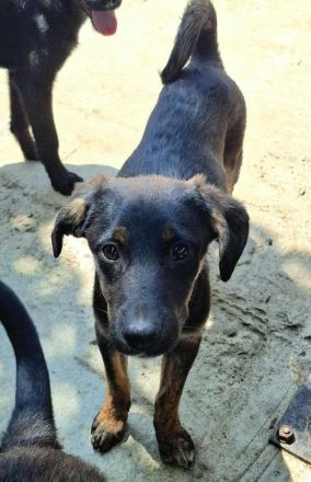 Bonnie sucht ihr Für-immer-Zuhause