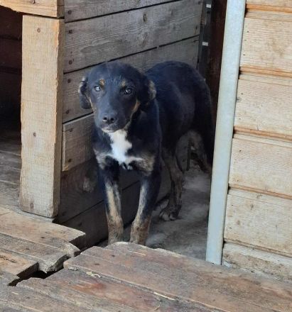 Bonnie sucht ihr Für-immer-Zuhause