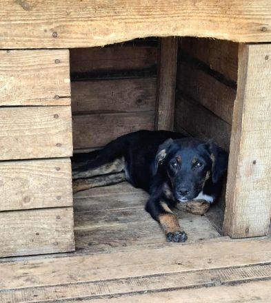 Bonnie sucht ihr Für-immer-Zuhause