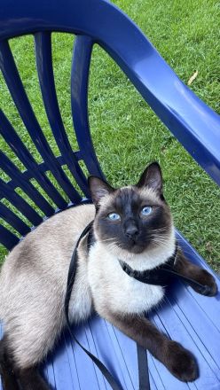 Wunderschöner Siamkater sucht liebevolles Zuhause