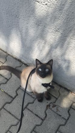 Wunderschöner Siamkater sucht liebevolles Zuhause