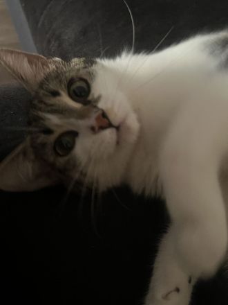 2 Europäische Kurzhaar Katzen abzugeben