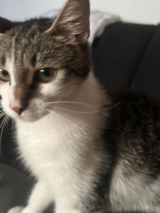 2 Europäische Kurzhaar Katzen abzugeben