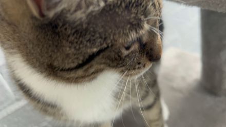2 Europäische Kurzhaar Katzen abzugeben