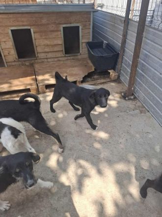 Quapo sucht sein Für-immer-Zuhause