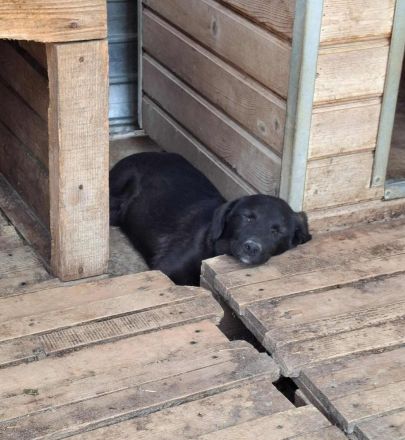 Quapo sucht sein Für-immer-Zuhause