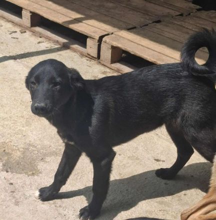 Quapo sucht sein Für-immer-Zuhause