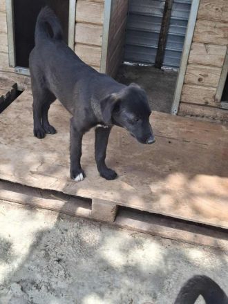 Quapo sucht sein Für-immer-Zuhause