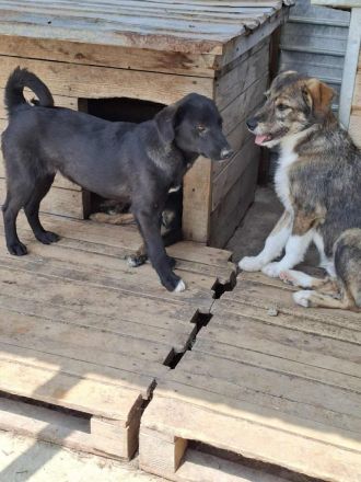 Quapo sucht sein Für-immer-Zuhause