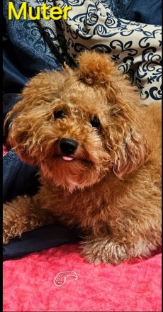 Reinrassige Zwergpudel Welpen