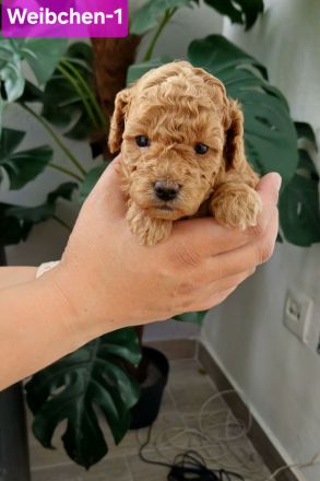 Reinrassige Zwergpudel Welpen