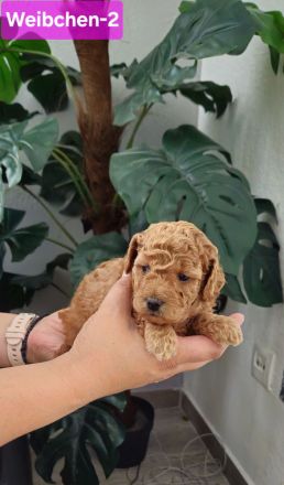 Reinrassige Zwergpudel Welpen