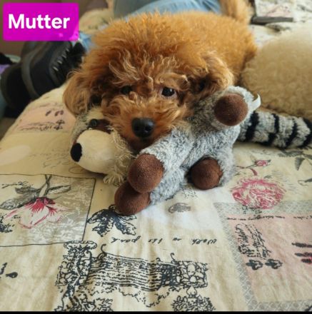 Reinrassige Zwergpudel Welpen