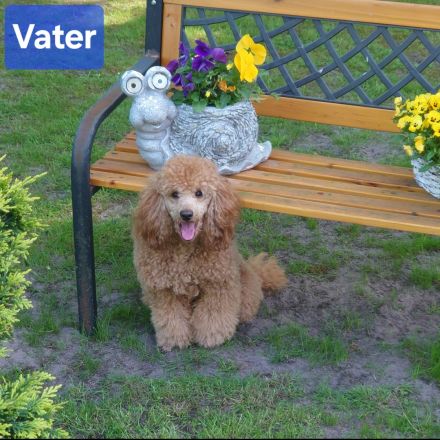 Reinrassige Zwergpudel Welpen