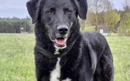 Rabenschwarzer Schmusebär Ono sucht Zuhause