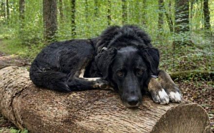 Rabenschwarzer Schmusebär Ono sucht Zuhause