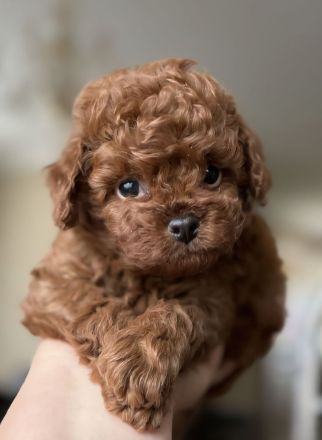 Toy Pudel.mini toy pudel