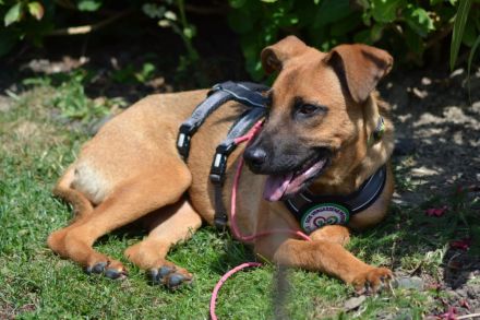 Sanfter und wunderschöner Meda sucht Traumzuhause