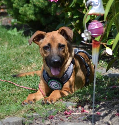 Sanfter und wunderschöner Meda sucht Traumzuhause