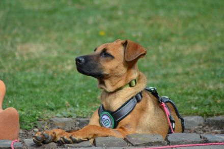 Sanfter und wunderschöner Meda sucht Traumzuhause