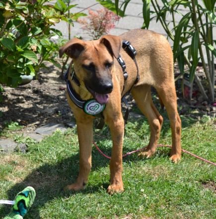 Sanfter und wunderschöner Meda sucht Traumzuhause