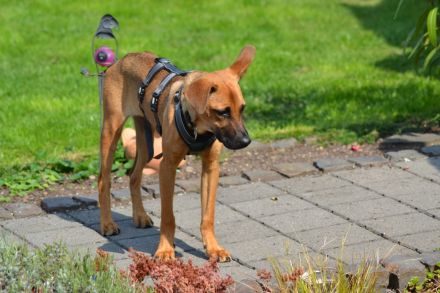 Sanfter und wunderschöner Meda sucht Traumzuhause