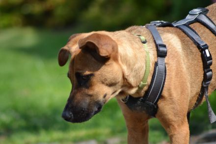 Sanfter und wunderschöner Meda sucht Traumzuhause