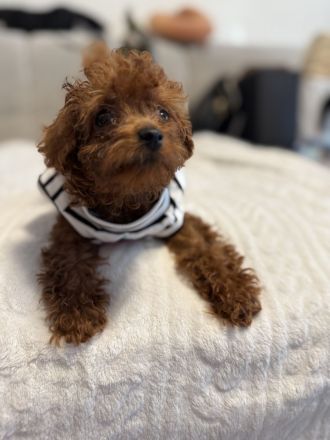 🐾 Замечательные щенки Toy Poodle в редком красном цвете - готовы к любящему дому! 🐶❤️