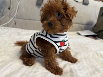 🐾 Замечательные щенки Toy Poodle в редком красном цвете - готовы к любящему дому! 🐶❤️