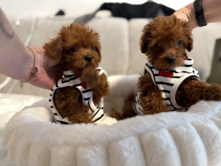 🐾 Замечательные щенки Toy Poodle в редком красном цвете - готовы к любящему дому! 🐶❤️