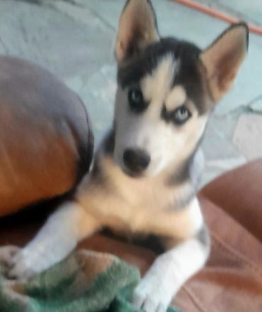 Sibirisches Husky Mädchen 4Monate.