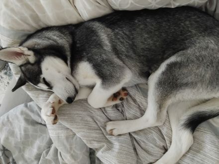 Sibirisches Husky Mädchen 4Monate.