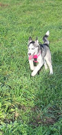 Sibirisches Husky Mädchen 4Monate.