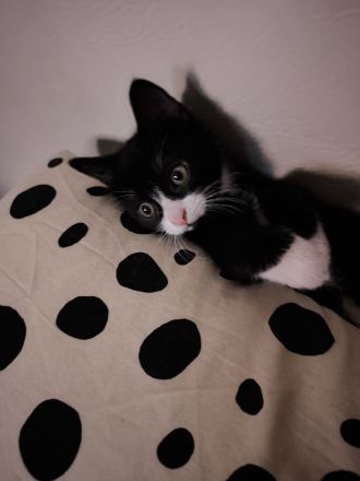 sassy sucht dringend ein neues liebevolles Zuhause