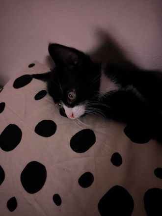 sassy sucht dringend ein neues liebevolles Zuhause