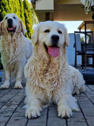 Golden retriever FALCO