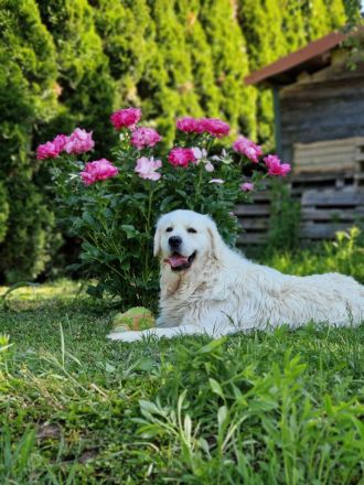 Golden retriever FALCO