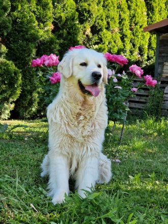 Golden retriever FALCO