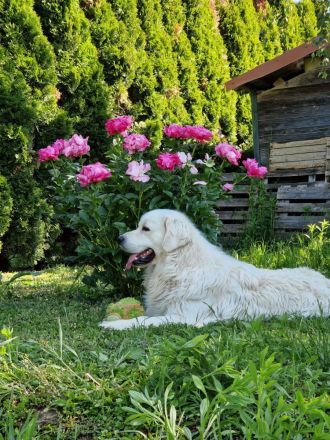 Golden retriever FALCO