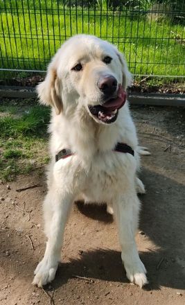 Arno, Pyrenäenberghund, lammfromm, unschuldig, Rüde, 4Jahre