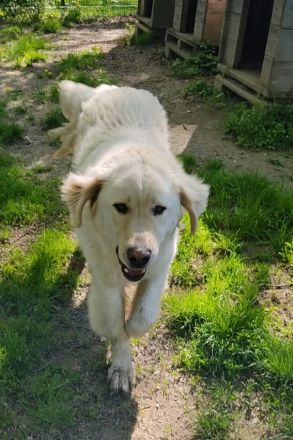 Arno, Pyrenäenberghund, lammfromm, unschuldig, Rüde, 4Jahre